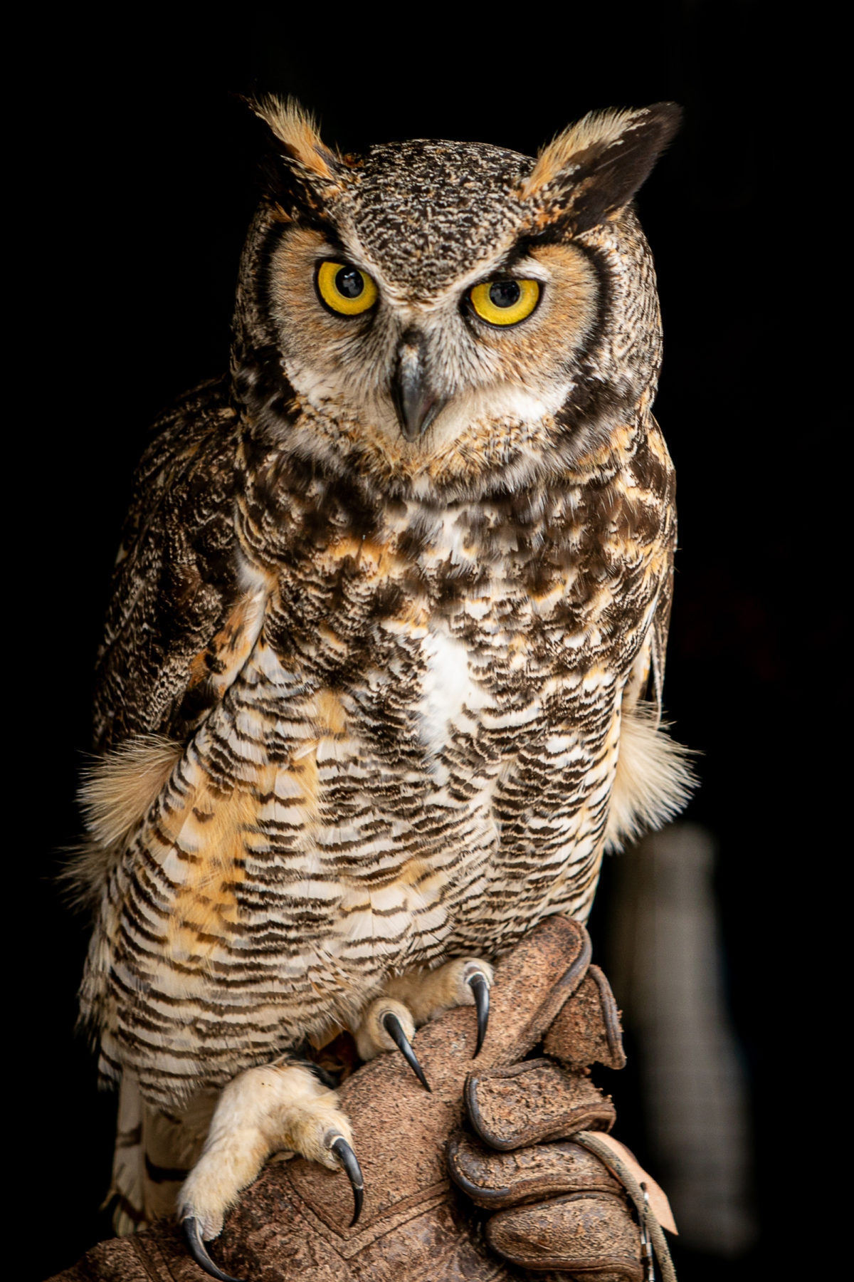 Owl Experience Half Day Herrings Green Farm