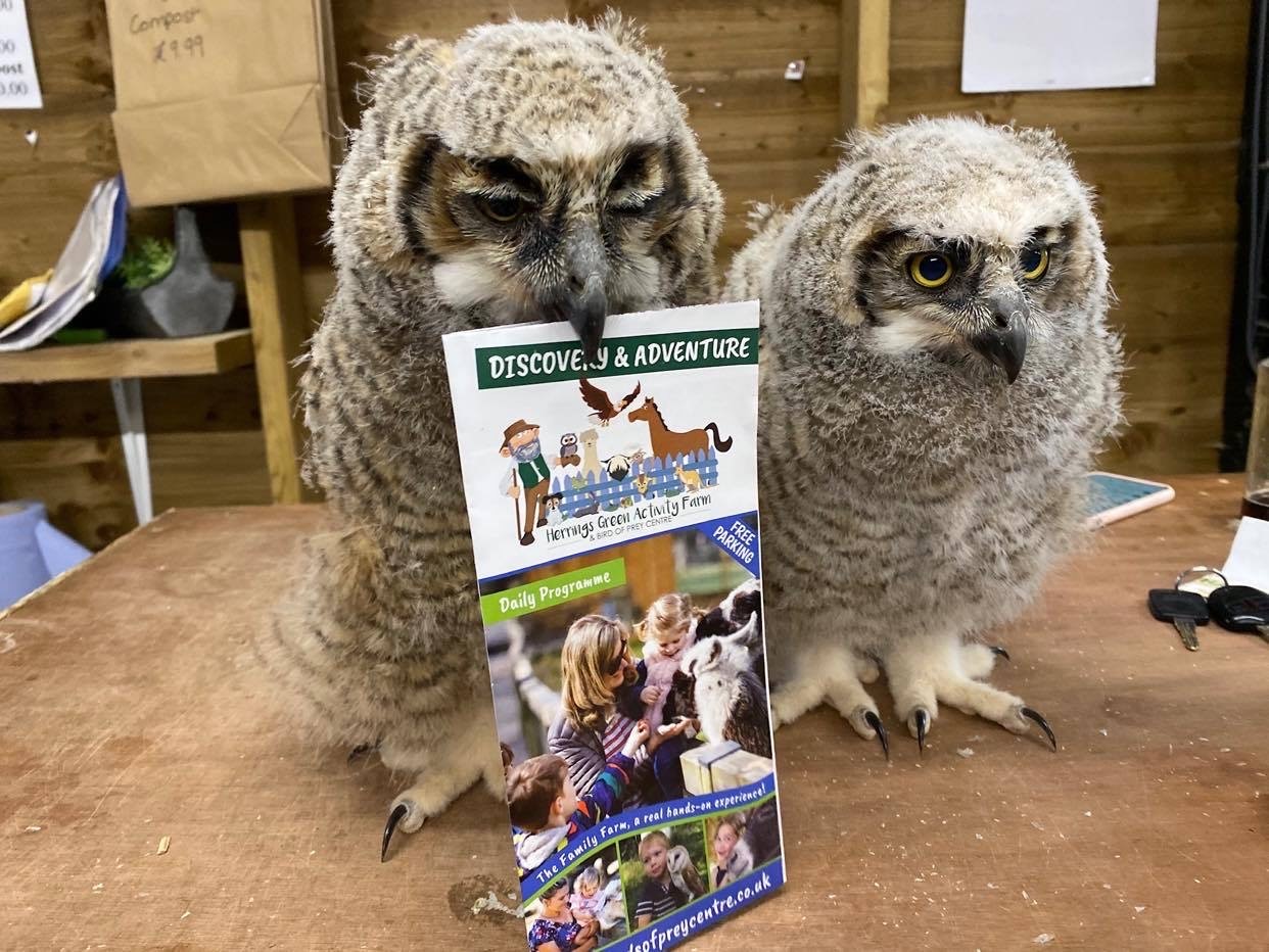 Owls and Tea for 2 – Herrings Green Farm Owls and Tea for 2 – Herrings Green Farm