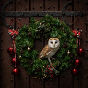 Christmas Breakfast with Owls - December 13th 10.00