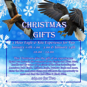 2 Hour Eagle & Kite Experience for Two - January 11th 1.00-3.00 & 24th 10.00-12.00