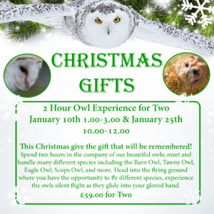 2 Hour Owl Experience for Two - January 10th 1.00-3.00 & 25th 10.00-12.00