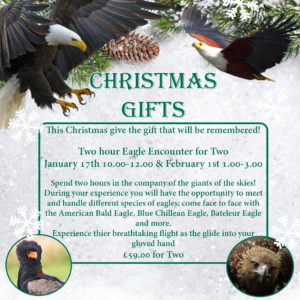 2 Hour Eagle experience for Two - January 17th 10.00-12.00 & February 1st 1.00-3.00