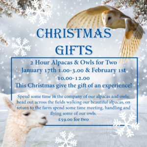 2 Hour Alpaca & Owls for Two - January 17th 1.00-3.00 & February 1st 10.00-12.00
