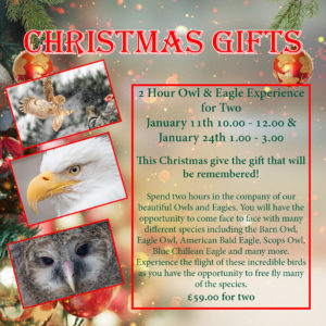 2 Hour Owl and Eagle Experience for Two - January 11th 10.00-12.00 & 24th 1.00-3.00