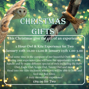 2 Hour Owl & Kite Experience for Two - January 10th 10.00-12.00 & 25th 1.00-3.00