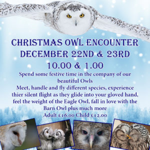Christmas Owl Encounter December 22nd & 23rd 10.00 & 1.00