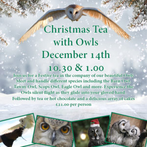Christmas Tea with Owls - December 14th 10.30 & 1.00
