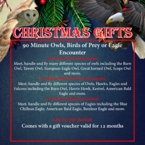 Christmas Gifts - 90 Minute Owl, Eagle or Bird Experience