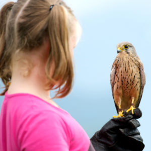 Home Education Bird of Prey Day - December 5th 10.00 - 3.00
