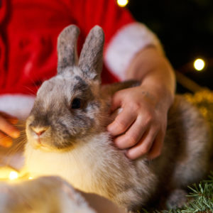 Furry Friends - November 23rd & December 6th 12.00-1.30