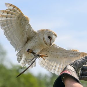 Christmas Gifts - Bird of Prey Encounter: March 1st, 21st & 28th 10.00-1.00