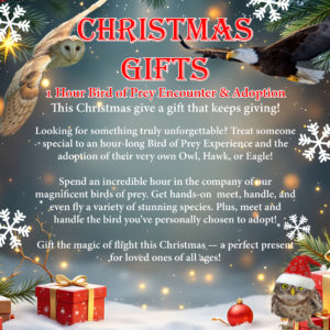 Christmas Gifts - 1 Hour Bird of Prey Experience & Adoption