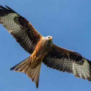 Raptors Through a Lens - July 18th 10.00-4.00