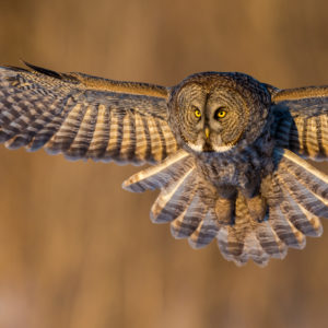 The Big Owl Night - June 27th 5.30-8.00
