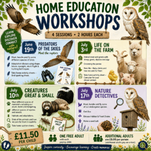 Home Education Workshops - June 19th, July 3rd, 10th & 17th 9.30-11.30