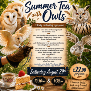 Summer Tea with Owls - August 29th 10.30 & 1.30