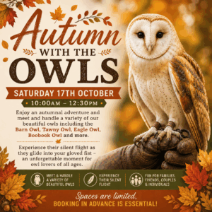 Autumn with the Owls - October 17th 10.00-12.30