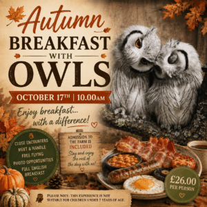 Autumn Breakfast with Owls - October 17th 10.00
