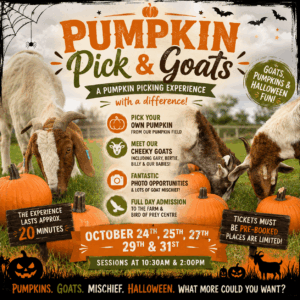 Pumpkin Pick & Goats - October 24th, 25th, 27th, 29th & 31st 10.30 & 2.00