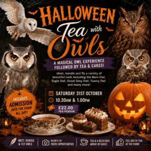 Halloween Tea with Owls - October 31st 10.30 & 1.00