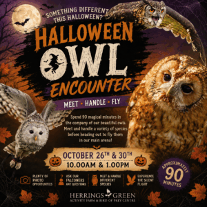 Halloween Owl Encounter - October 26th & 30th 10.00 & 1.00