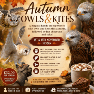 Autumn Owls & Kites - November 1st & 15th 10.30-12.00
