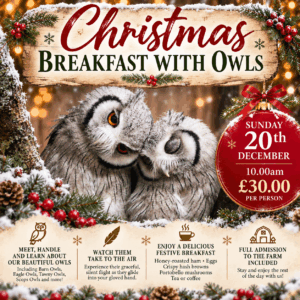 Christmas Breakfast with Owls - December 20th 10.00