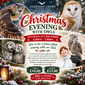 Christmas Evening with Owls - December 12th 4.00-7.00