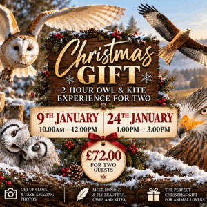 Christmas Gifts-2 Hour Owl & Kite for Two January 9th 10.00-12.00 & January 24th 1.00-3.00