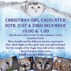 Christmas Owl Encounter 20th, 21st & 23rd December 10.00 & 1.00